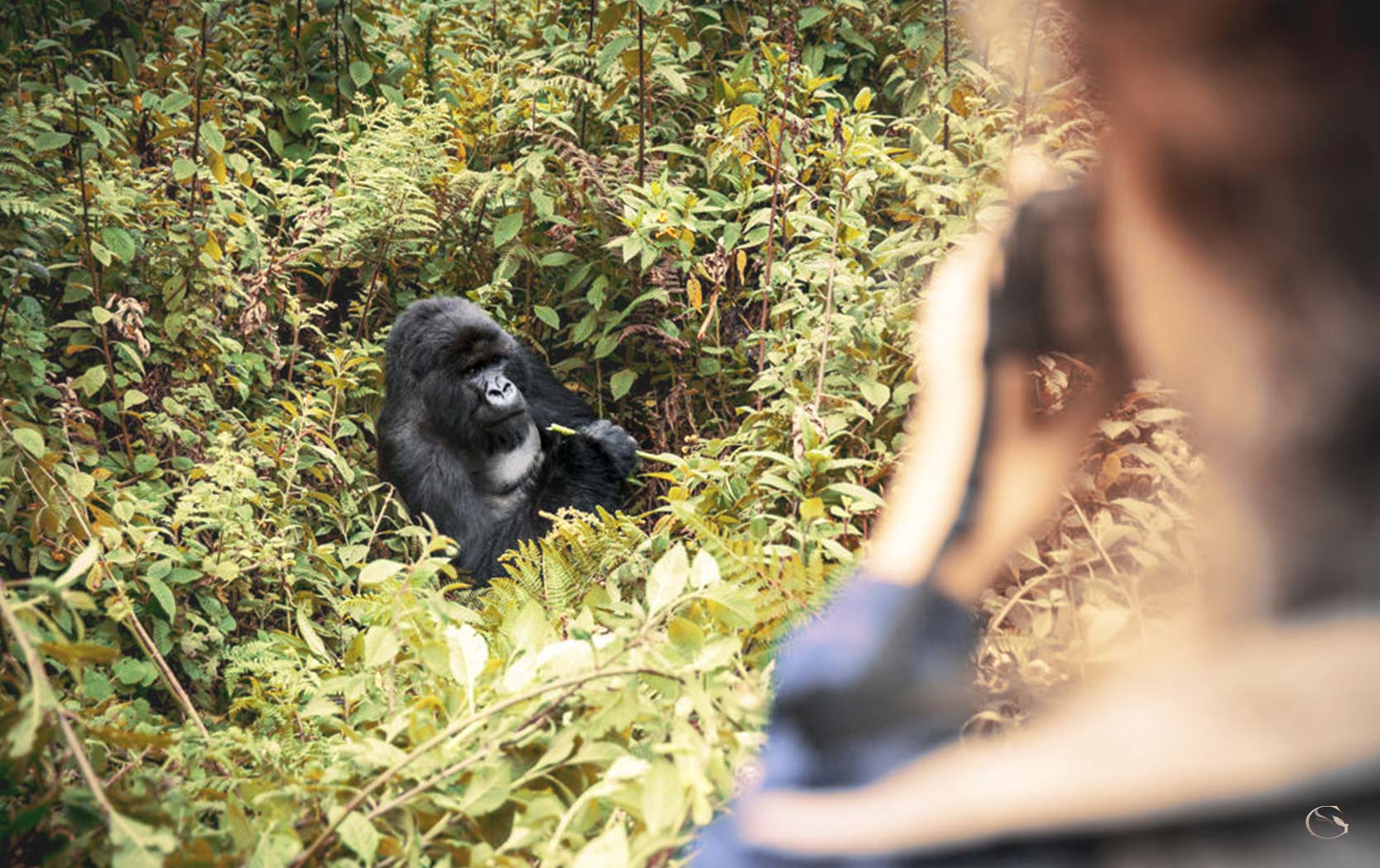 Bisate Lodge Gorilla Safari LuxurySafariCamps