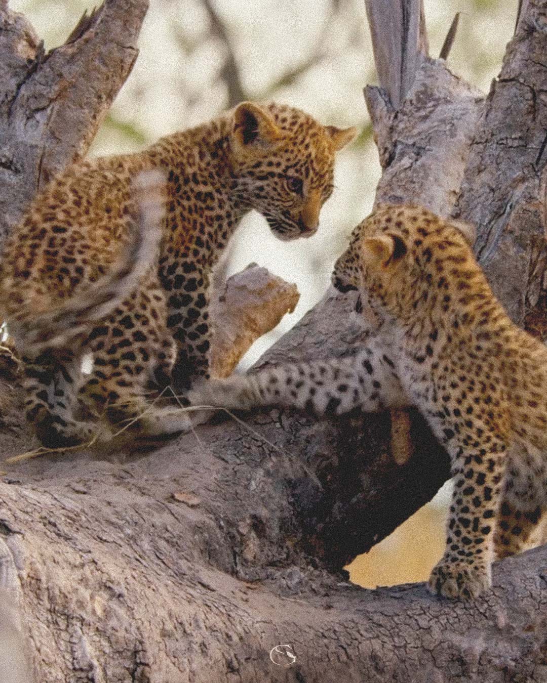 Guided Safaris® Family Safaris