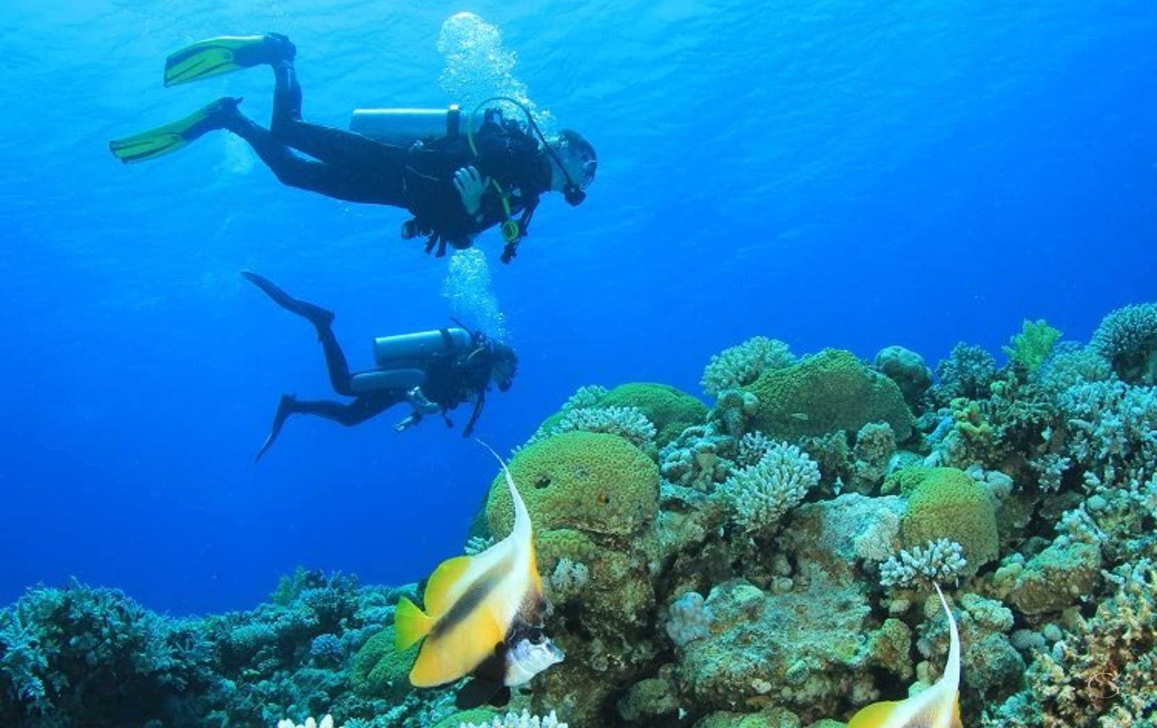 Scuba divers over a coral reef LuxurySafariLodges.com