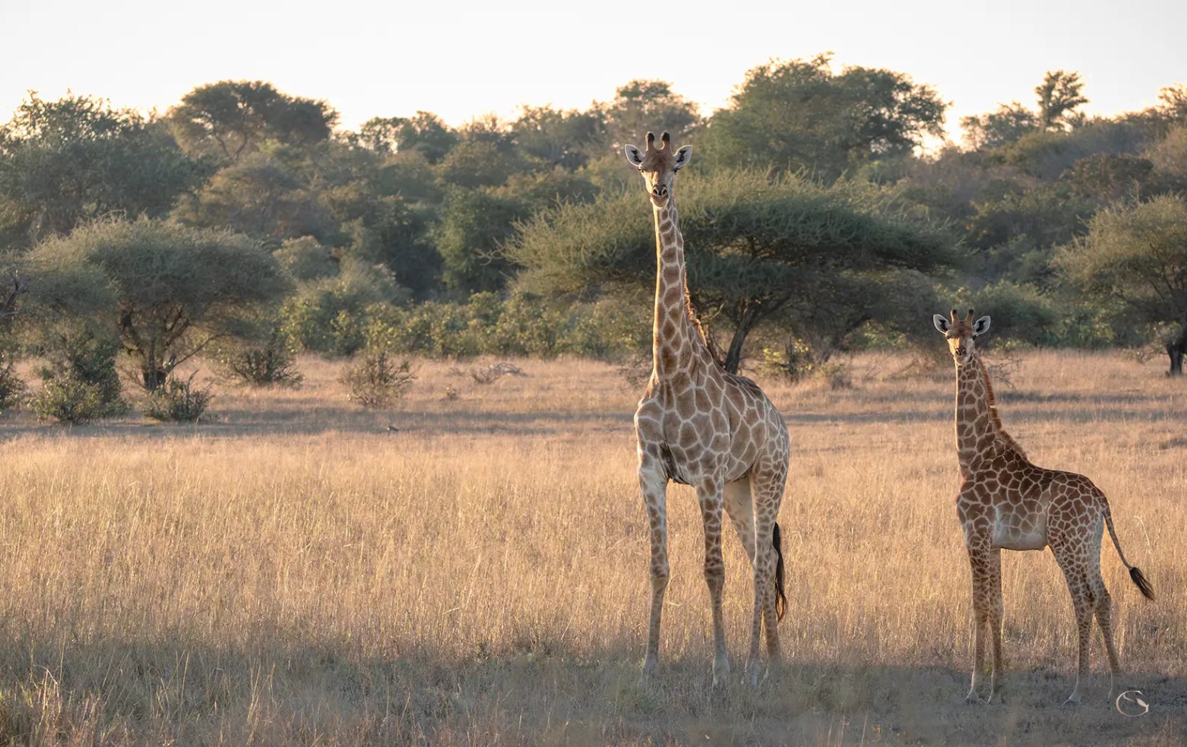 Giraffes in the savanna at Karingani Game Reserve, Mozambique LuxurySafariLodges.com