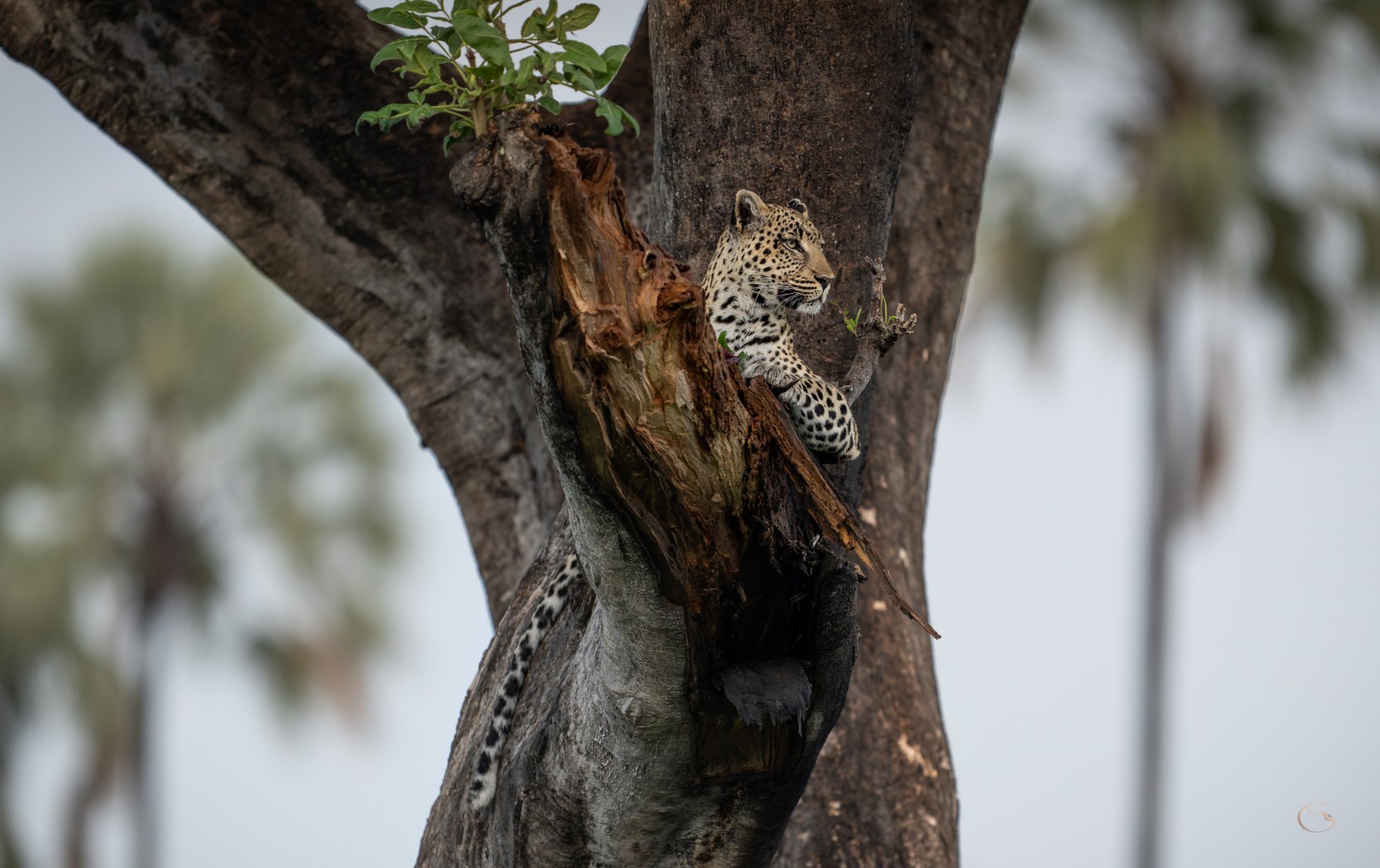 Leopard in a tree among the palms of the Okavango Delta, Botswana LuxurySafariLodges.com