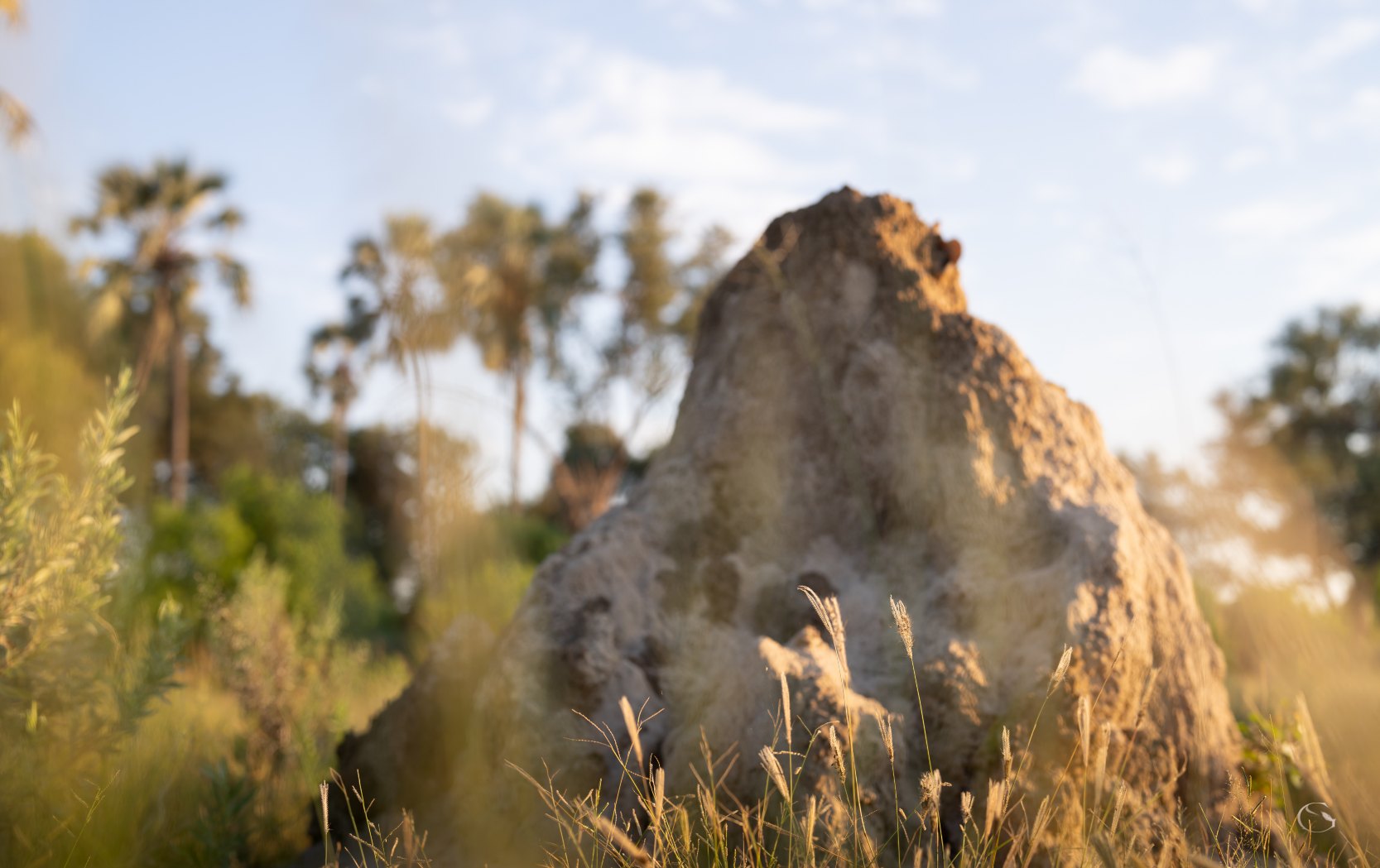 Termite mound among palms in the Okavango Delta, Singita Elela LuxurySafariLodges.com
