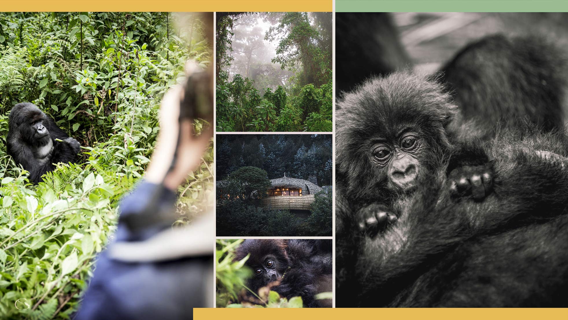 Guided Safaris® Bisate Gorilla Safari LuxurySafariLodges.com