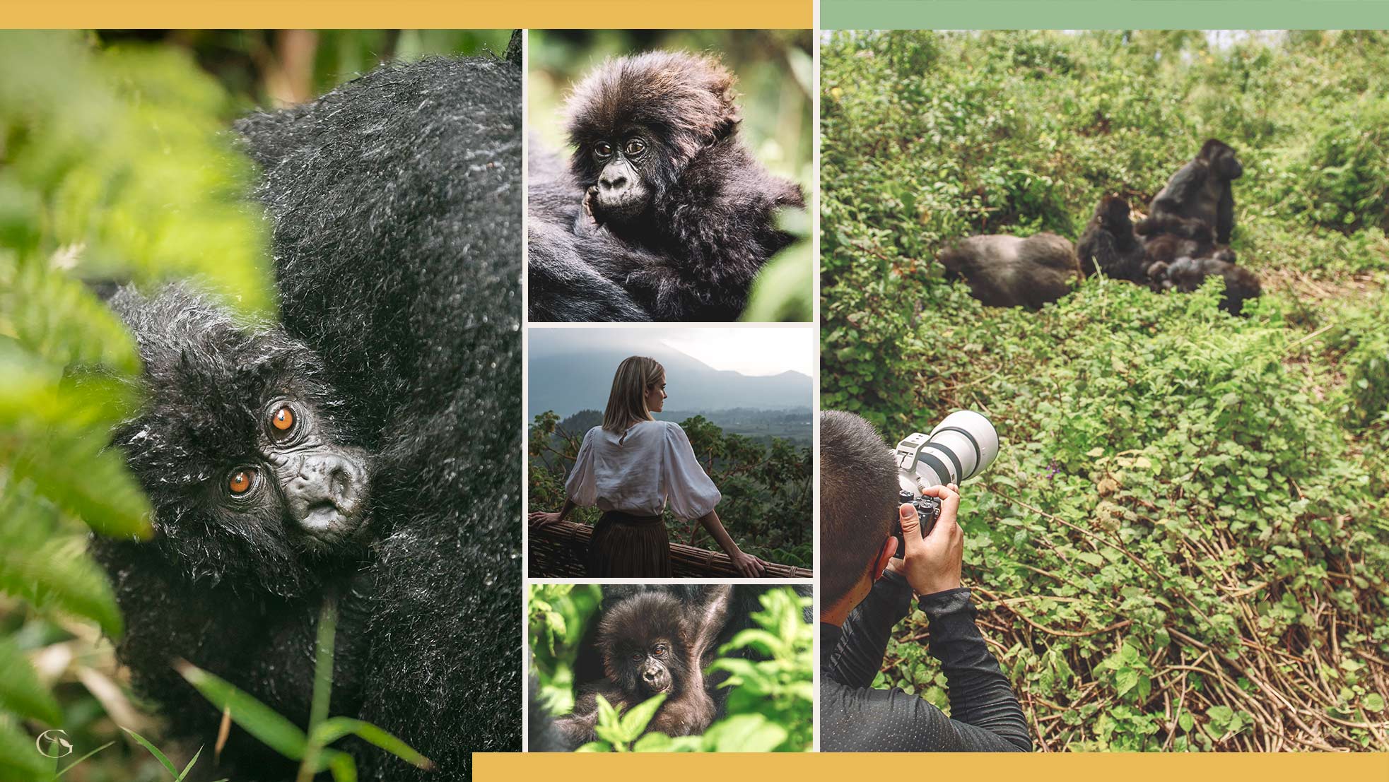 Guided Safaris® Bisate Gorilla Safari LuxurySafariLodges.com