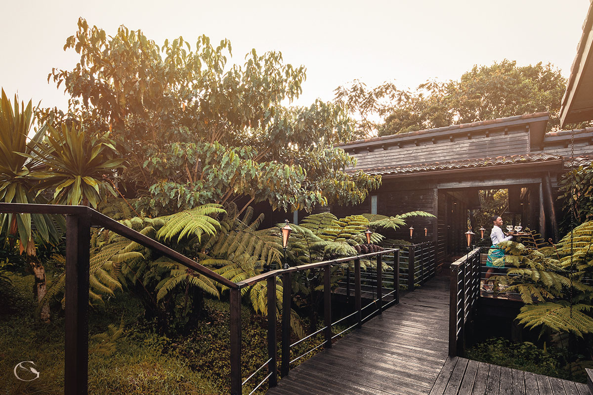 Giant Ferns embracing the main buildings of One&Only Nyungwe House