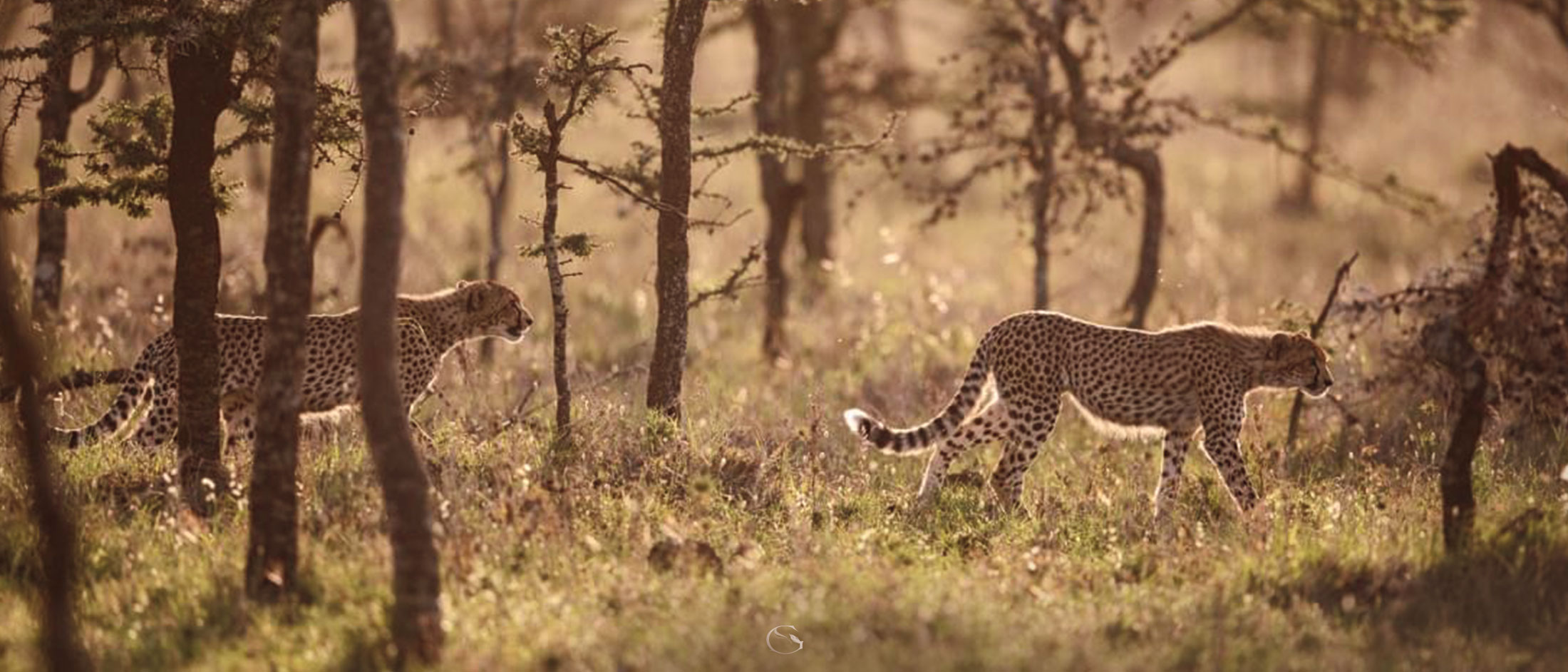 Segera House Kenya LuxurySafariLodges.com