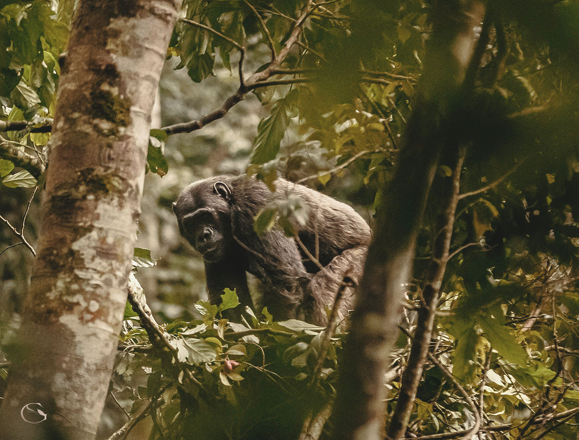 One & Only Nyungwe House Rwanda LuxurySafariLodges.com