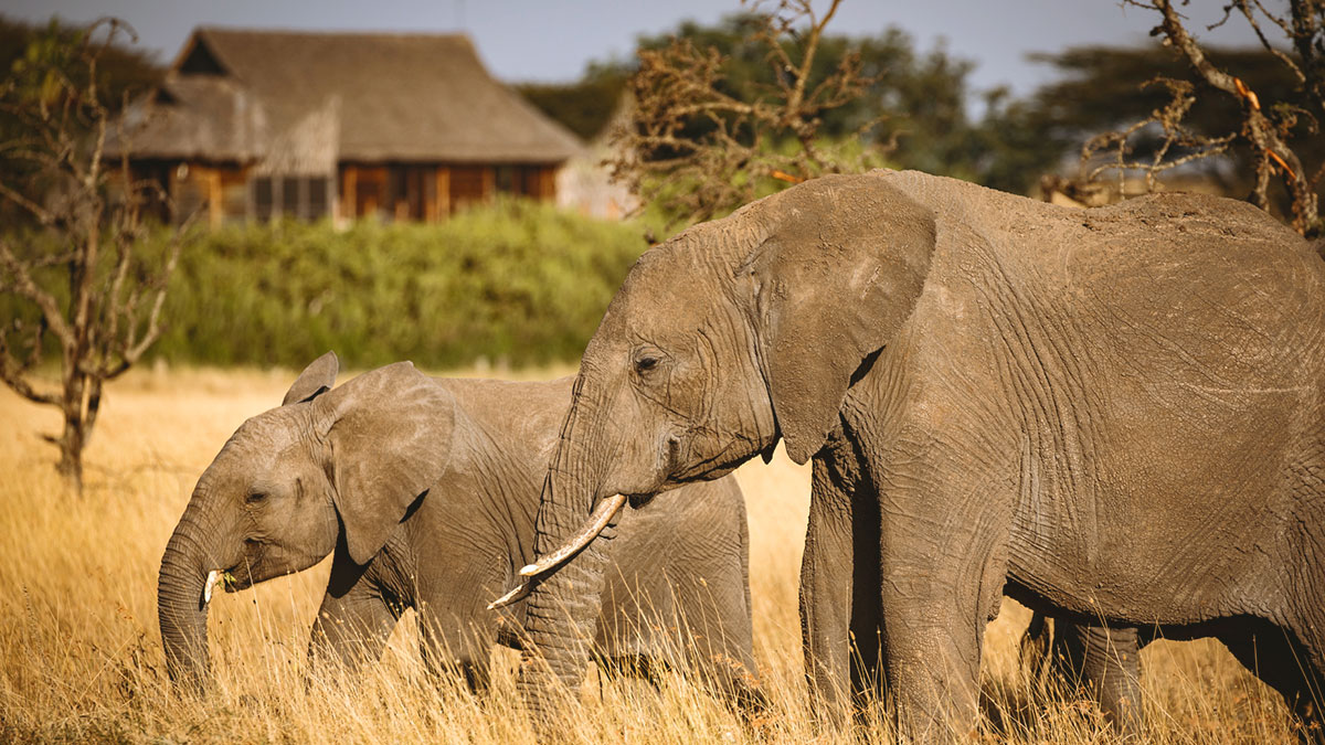 Watch Segera Video at LuxurySafariLodges.com