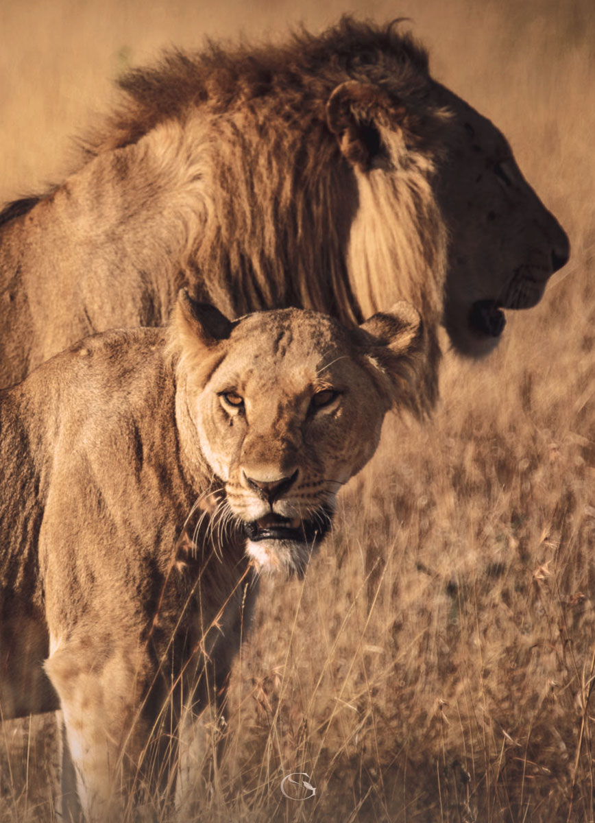 Segera Retreat Kenya LuxurySafariLodges.com