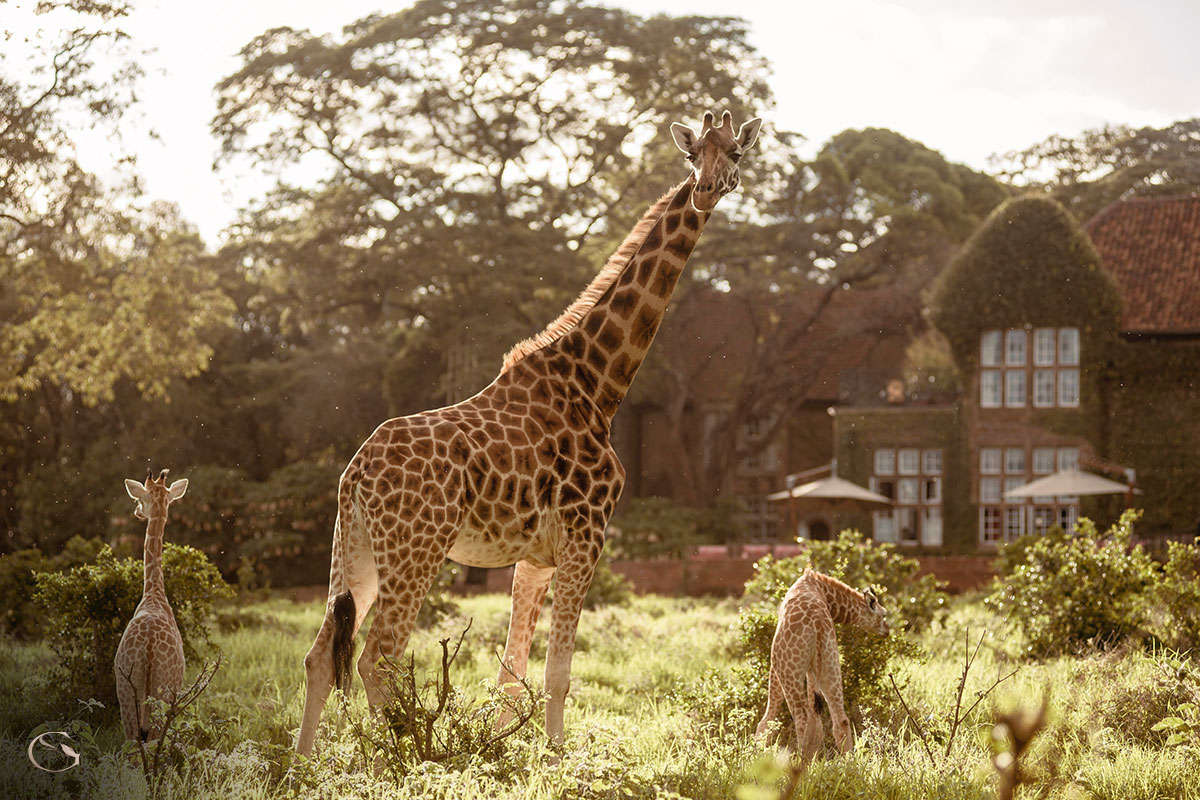 Giraffe Manor Nairobi Kenya LuxurySafariLodges.com