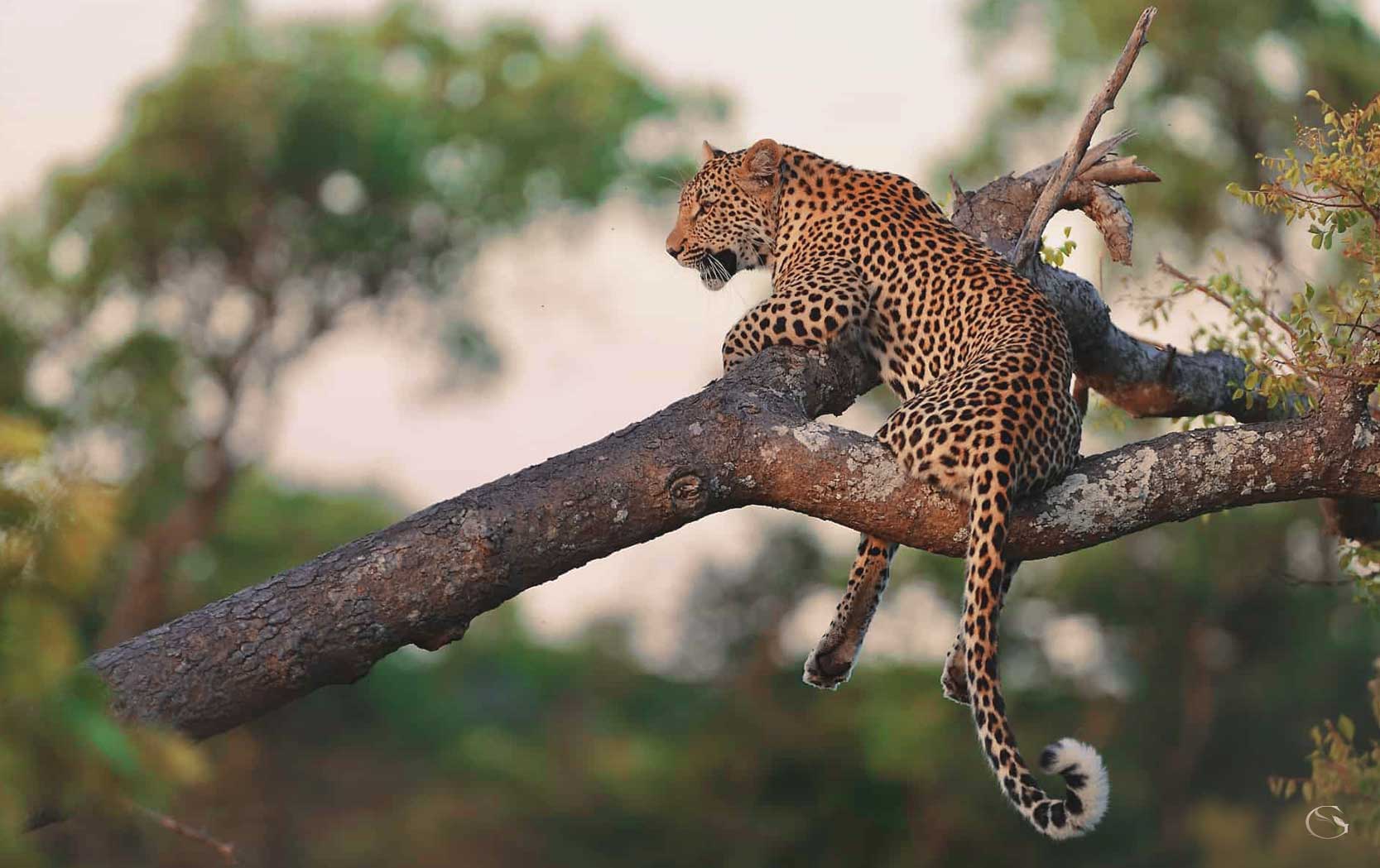 Africa House Private Villa at Royal Malewane Guided Safaris® LuxurySafariLodges.com