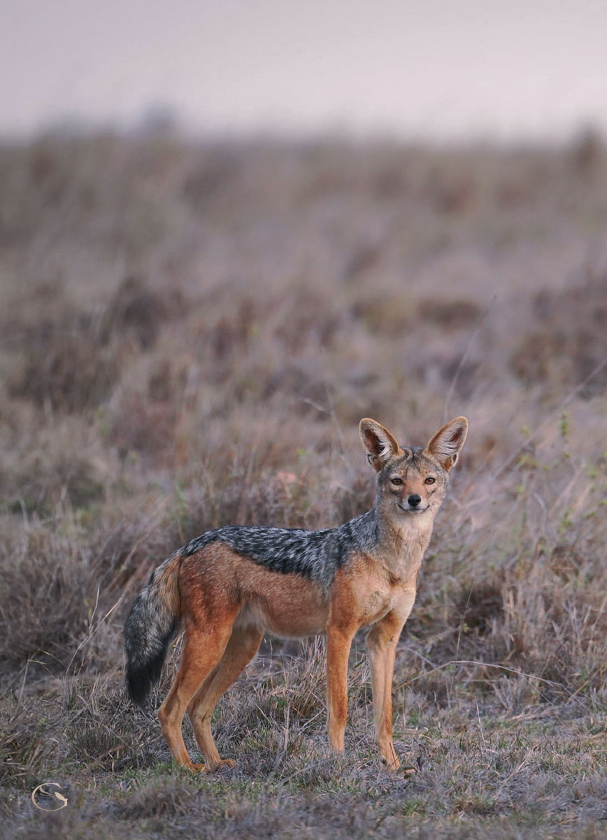 Suyian Lodge Kenya LuxurySafariLodges.com
