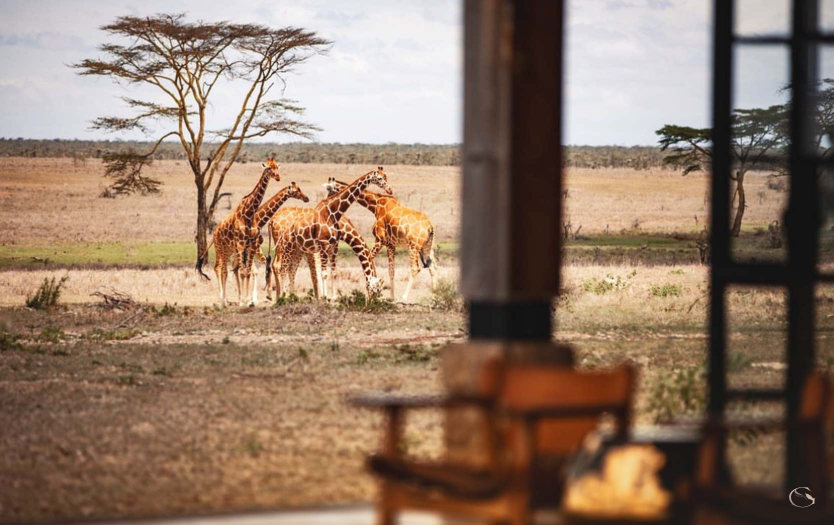 Wildlife at Segera - LuxurySafariLodges.com