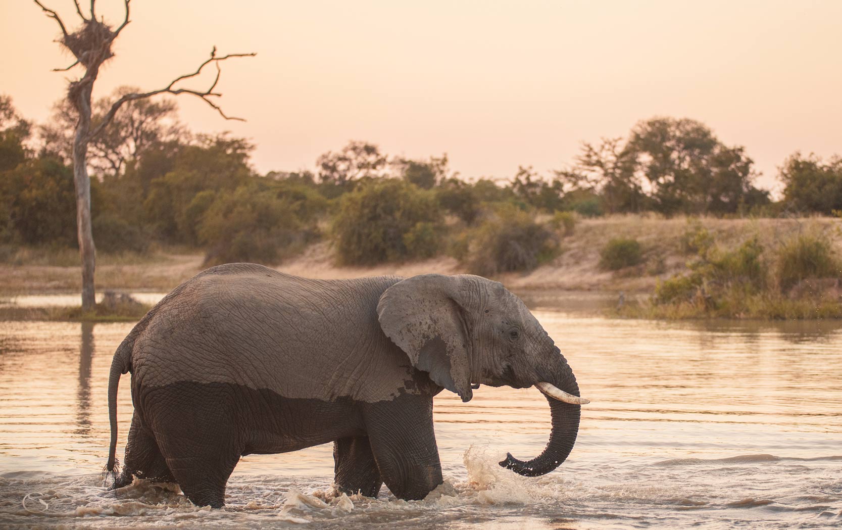 LuxurySafariCamps.com Masiya's Camp