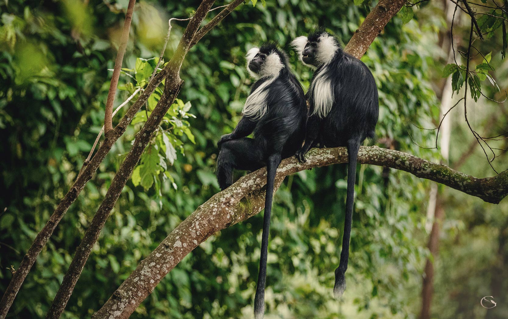One&Only Nyungwe House Rwanda LuxurySafariLodges.com